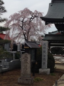 北野桜